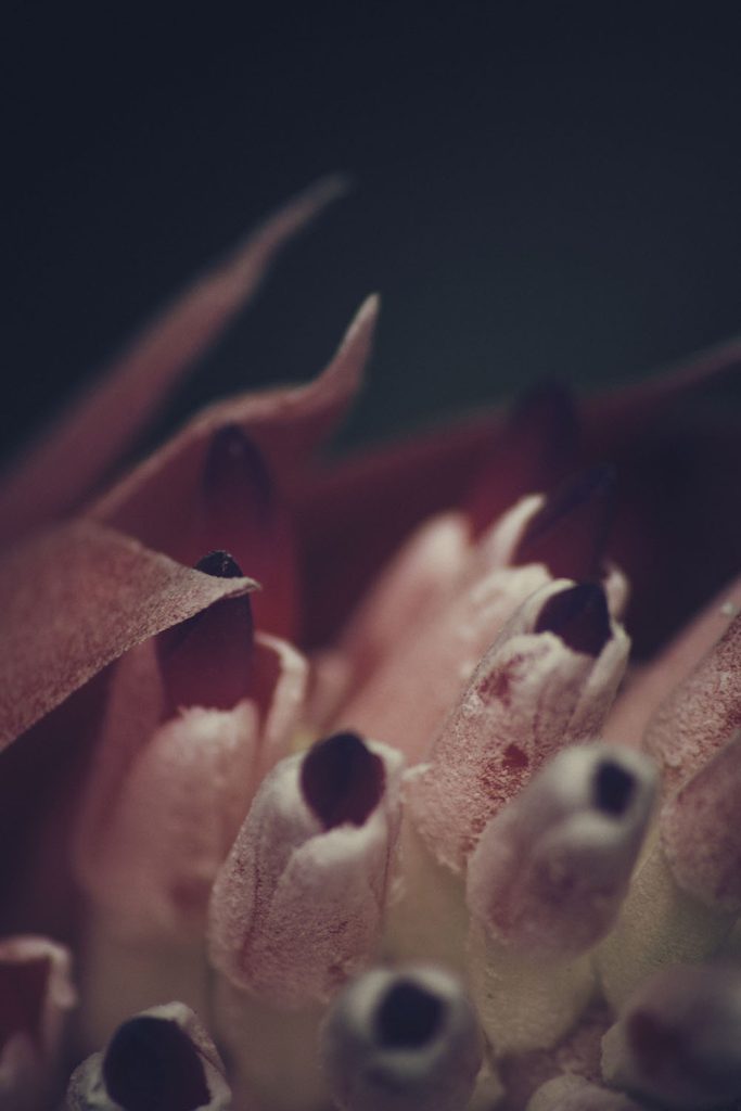 Gallery Image Asset Item