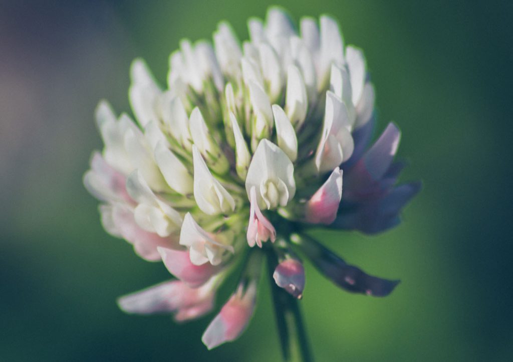Gallery Image Asset Item