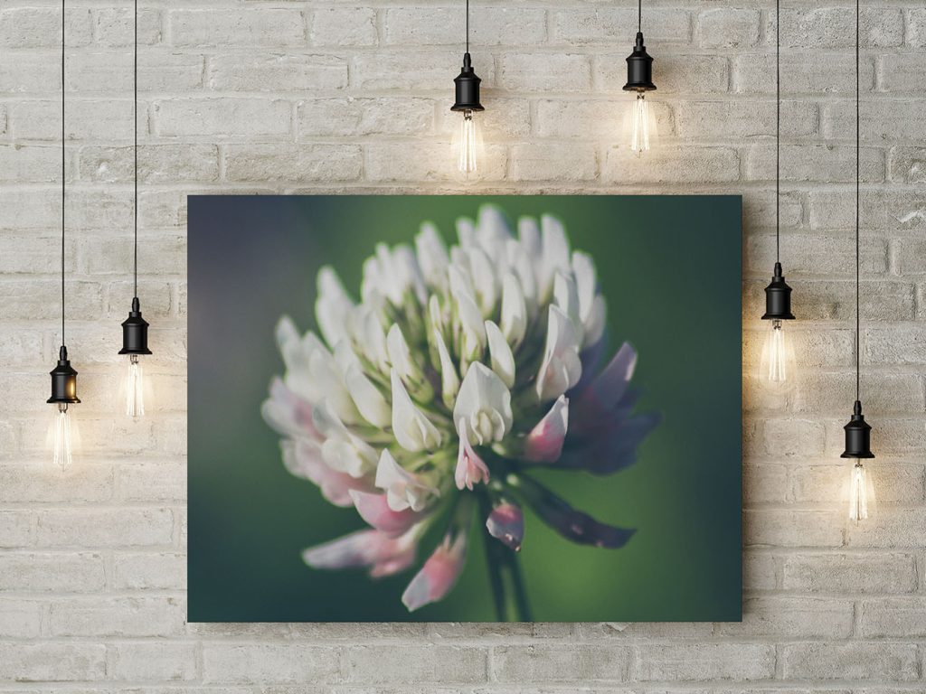 Gallery Image Asset Item